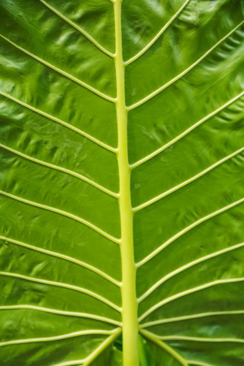 Port Douglas Motel - Accommodation Broome 24