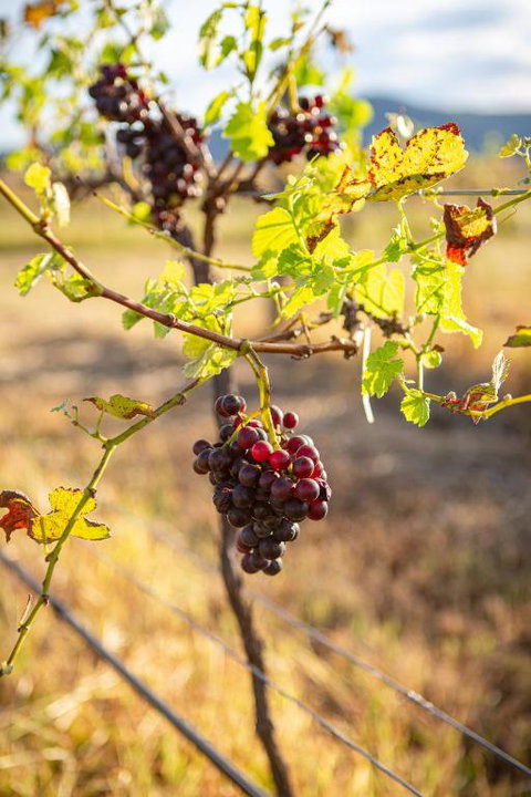 Among The Vines - Accommodation Broome 3