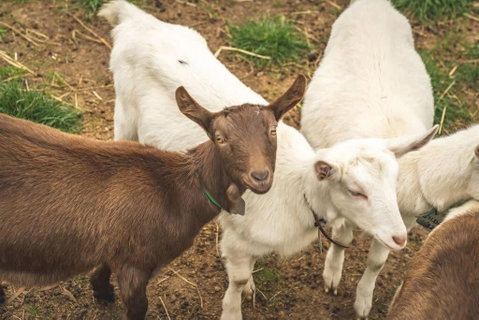 Altitude - A Tiny House Experience In A Goat Farm By Tiny Away - Accommodation Broome 2
