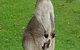 At Melaleuca 3 - thumb 3