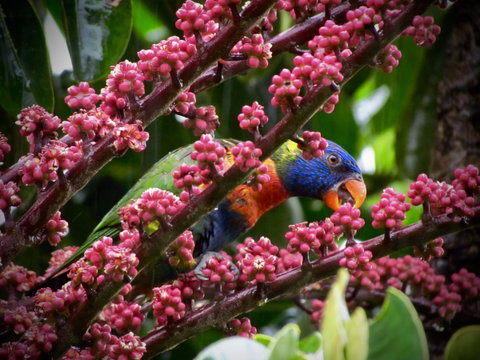 Daintree Manor B&B - Accommodation Broome 4