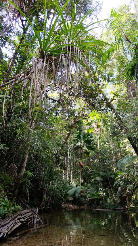 Daintree Manor B&B - Accommodation Broome 7
