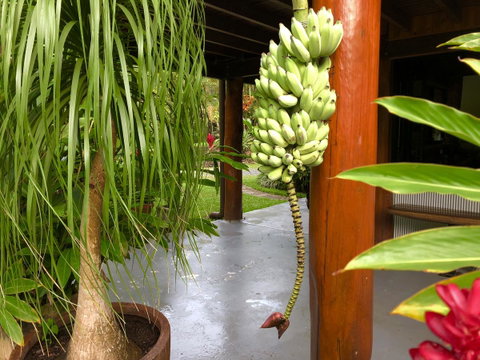 Daintree Manor B&B - Accommodation Broome 10