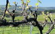 Amongst The Vines Deluxe Retreat - thumb 1