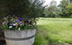 Padthaway Caravan Park - thumb 0