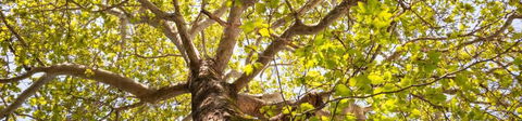 Poplar Tourist Park - Accommodation Broome 1
