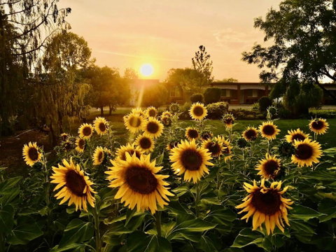 Quirindi Sunflower Motor Inn - Accommodation Broome 0