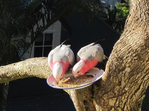 Avoca Breezes - Accommodation Broome 2