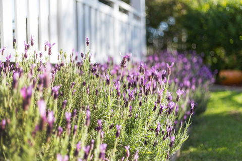 BIRCHES B&B - Accommodation Broome 3