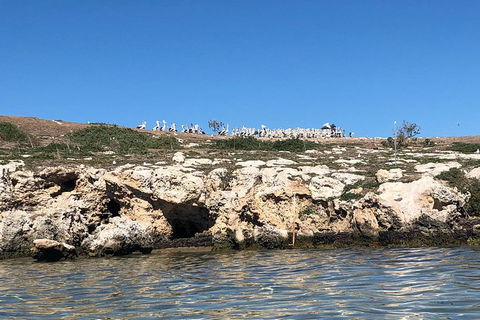 Penguin Island And Fremantle - Canoe, Chocolate & Coffee - Accommodation Broome 5