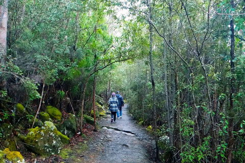 Kunanyi / Mt Wellington Explorer Bus - 2 Hour Return Tour - Accommodation Broome 2