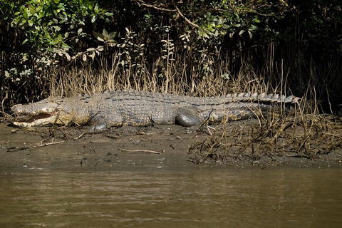 5-Day Best Of Cairns With Daintree, Kuranda, And Great Barrier Reef - Accommodation Broome 5