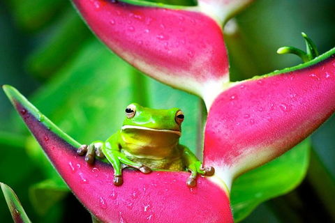 3-Day Best Of Cairns Combo: The Daintree Rainforest, Great Barrier Reef, And Kuranda - Accommodation Broome 0