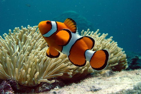 Cairns Reef And Rainforest Combo: Daintree Rainforest And The Great Barrier Reef - Accommodation Broome 2