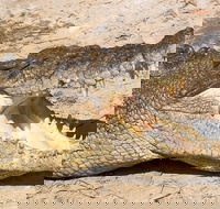 4-Day Cairns Ultimate Combo Daintree Rainforest Reef Kuranda  Paronella Park - Accommodation Broome