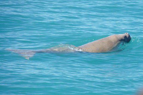 Snubfin Dolphin Eco Cruise From Broome - Accommodation Broome 0