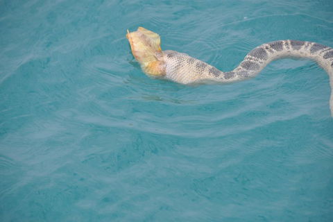 Snubfin Dolphin Eco Cruise From Broome - Accommodation Broome 2