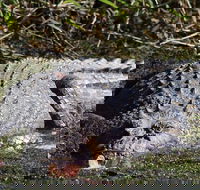 Full Day Tour in the Daintree - Accommodation Broome