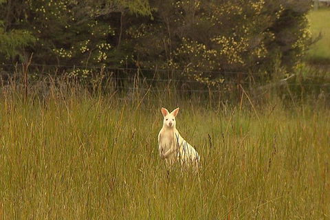 Bruny Island Day Trip From Hobart - Accommodation Broome 5