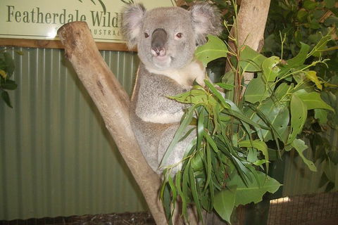 Full-Day Private Blue Mountains Tour With River Cruise - Accommodation Broome 2