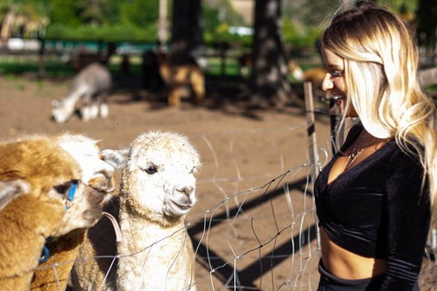 O'Reilly's & Lamington National Park Incl. Alpaca Farm + Vineyard - Accommodation Broome 3