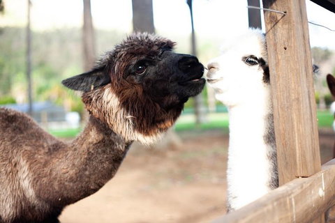 O'Reilly's & Lamington National Park Incl. Alpaca Farm + Vineyard - Accommodation Broome 4