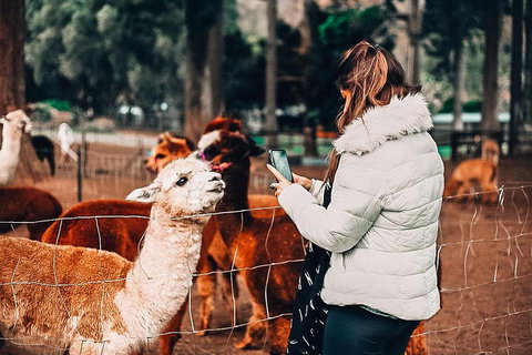 O'Reilly's & Lamington National Park Incl. Alpaca Farm + Vineyard - Accommodation Broome 5