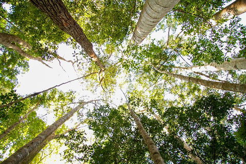 Fraser Island 4WD Tour From Noosa - Accommodation Broome 0
