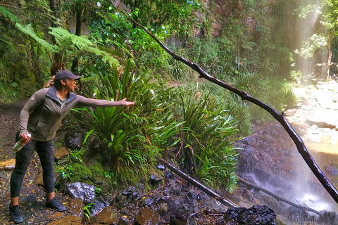 Rainforest & Waterfalls Extravaganza - Accommodation Broome 4