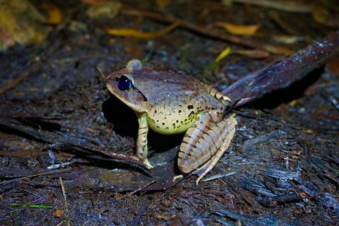 Glow Worms Private Tour - Nocturnal Rainforest Walk - Accommodation Broome 0