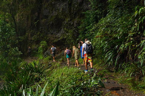 Glow Worms Private Tour - Nocturnal Rainforest Walk - Accommodation Broome 1