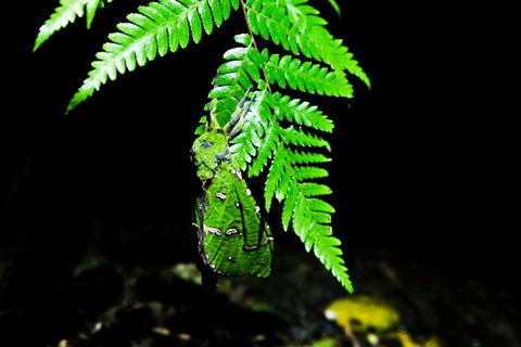 Glow Worms Private Tour - Nocturnal Rainforest Walk - Accommodation Broome 2