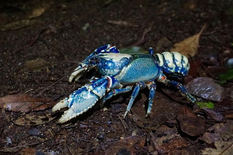 Glow Worms Private Tour - Nocturnal Rainforest Walk - Accommodation Broome 4