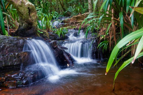 Glow Worms Private Tour - Nocturnal Rainforest Walk - Accommodation Broome 5