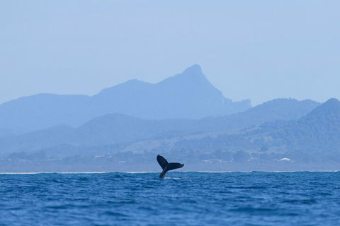 The Byron Bay Sea Kayak Tour - Accommodation Broome 0