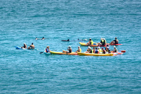 The Byron Bay Sea Kayak Tour - Accommodation Broome 1