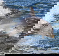 Noosa Oceanrider Scenic Dolphin Safari - Accommodation Broome