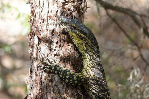 Byron Bay Hinterland Tour Including Rainforest Walk To Minyon Falls - Accommodation Broome 1