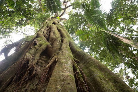 Byron Bay Hinterland Tour Including Rainforest Walk To Minyon Falls - Accommodation Broome 2