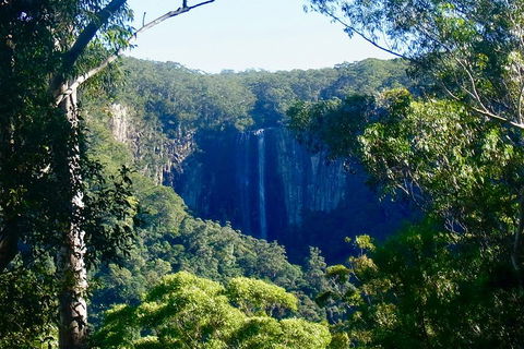 Byron Bay Hinterland Tour Including Rainforest Walk To Minyon Falls - Accommodation Broome 4