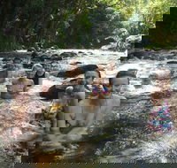 Daintree Rainforest Cape Tribulation Mossman Gorge Small-Group Day Tour - Accommodation Broome