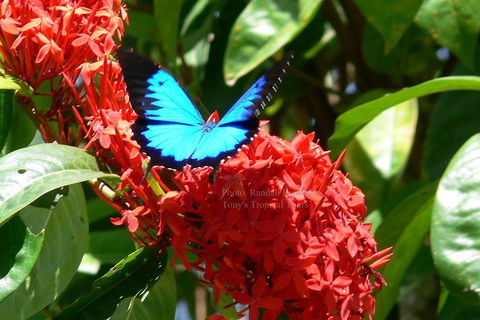 Daintree Rainforest, Cape Tribulation, Mossman Gorge Small-Group Day Tour - Accommodation Broome 2
