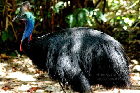Daintree Rainforest, Cape Tribulation, Mossman Gorge Small-Group Day Tour - Accommodation Broome 3