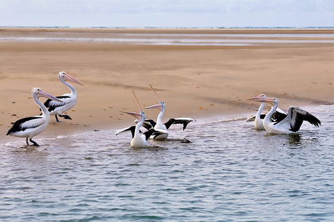 Town Of 1770 Afternoon Cruise - Accommodation Broome 4