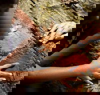 Ngana Julaymba Dungay - Full Day - Accommodation Broome