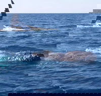 Noosa Whale Watching - Accommodation Broome