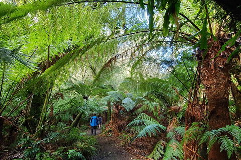 3-Day Adelaide To Melbourne Tour Including The Great Ocean Road - Accommodation Broome 2