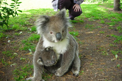 3-Day Adelaide To Melbourne Tour Including The Great Ocean Road - Accommodation Broome 3
