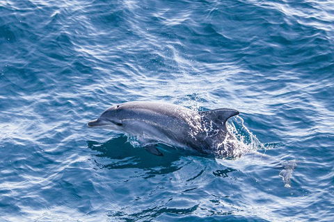 All Inclusive Dolphin And Tangalooma Wrecks Cruise - Accommodation Broome 1