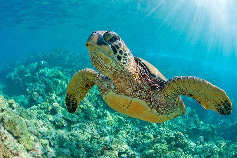 All Inclusive Dolphin And Tangalooma Wrecks Cruise - Accommodation Broome 3